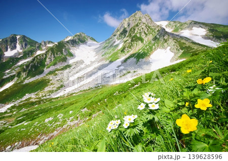 花咲き誇る立山連峰の夏 花咲き誇る立山連峰の夏 139628596