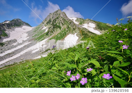 花咲き誇る立山連峰の夏 139628598
