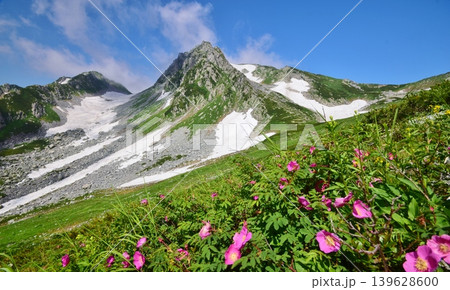花咲き誇る立山連峰の夏 花咲き誇る立山連峰の夏 139628600