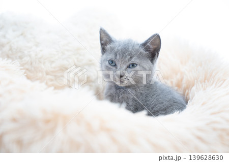 白バックとベッドに入ったシャルトリューの仔猫 139628630