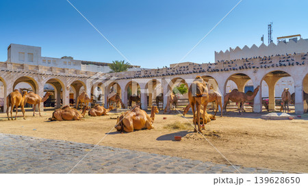 Doha, Qatar- Jan 14 2024, Panoramic fork for camels grazing on the sand in a arch stone paddock in the Souq Waqif area, near with Qatari Royal Emir Stables, at daytime, Doha, Qatar Doha, Qatar- Jan 14 2024, Panoramic fork for camels grazing on the sand in a arch stone paddock in the Souq Waqif area, near with Qatari Royal Emir Stables, at daytime, Doha, Qatar 139628650