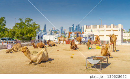 Doha, Qatar- Jan 14 2024, Panoramic fork for camels grazing on the sand in a arch stone paddock in the Souq Waqif area, near with Qatari Royal Emir Stables, at daytime, Doha, Qatar 139628652