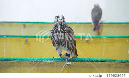 Doha, Qatar - Jan 14 2024, Close-up view of the falcons at the Falcons store, in the Souq Waqif area, Doha, Qatar Doha, Qatar - Jan 14 2024, Close-up view of the falcons at the Falcons store, in the Souq Waqif area, Doha, Qatar 139628665