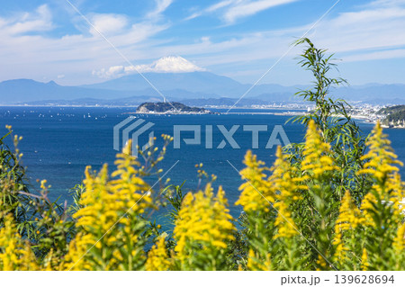 逗子小坪 セイタカアワダチソウと江の島と富士山の絶景 逗子小坪 セイタカアワダチソウと江の島と富士山の絶景 139628694