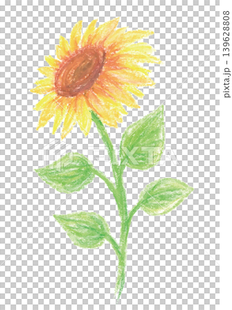 Crayon-drawn sunflower illustration - angled upwards 139628808