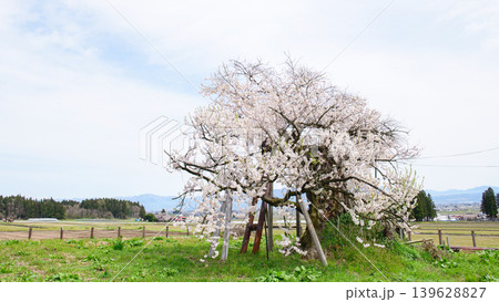 会津美里町田園風景 米沢の千歳桜 福島県 会津美里町田園風景 米沢の千歳桜 福島県 139628827