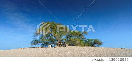 Manama, Bahrain- Jan 15 2024, Panoramic view of the branches and foliage of the Tree of life, acacia located in the middle of the desert, without people, at daytime with blue sky, Manama, Bahrain Manama, Bahrain- Jan 15 2024, Panoramic view of the branches and foliage of the Tree of life, acacia located in the middle of the desert, without people, at daytime with blue sky, Manama, Bahrain 139628932