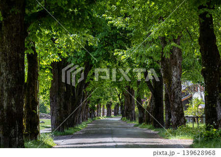 Scenic Tree Tunnel Road with Spring Greenery and Natural Shade Scenic Tree Tunnel Road with Spring Greenery and Natural Shade 139628968