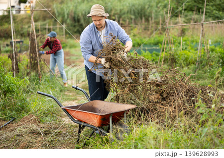Male gardener places dry tops in wheelbarrow for disposal 139628993