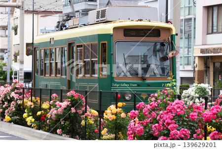 バラが咲き乱れる都電荒川線 139629201