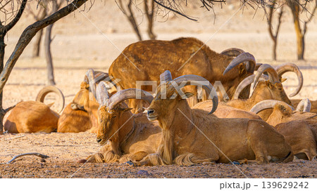 Sir Bani Yas Island, United Arab Emirates - Jan 18 2024, Close-up view of a herd of wild mountain goats resting on a field in a safari park of the Sir Bani Yas Island, UAE Sir Bani Yas Island, United Arab Emirates - Jan 18 2024, Close-up view of a herd of wild mountain goats resting on a field in a safari park of the Sir Bani Yas Island, UAE 139629242