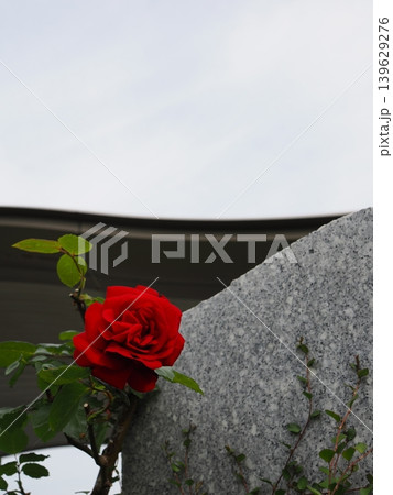 ​石壁に咲く一輪の赤い薔薇 139629276