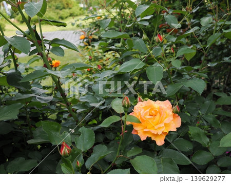 バラ園に咲くオレンジ色の薔薇と蕾 バラ園に咲くオレンジ色の薔薇と蕾 139629277