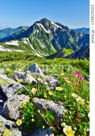 花咲く立山縦走路から望む剱岳 139629303