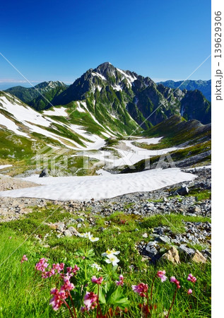 花咲く立山縦走路から望む剱岳 花咲く立山縦走路から望む剱岳 139629306