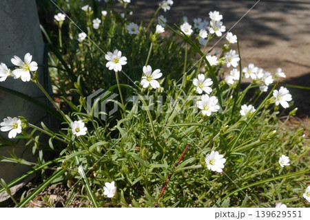 白い芝桜 白い芝桜 139629551