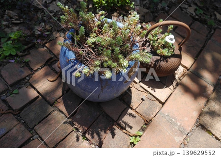 プランターに植えた多肉植物 プランターに植えた多肉植物 139629552