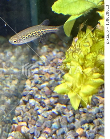 アクアリウム 熱帯魚 ゴールドリングダニオ アクアリウム 熱帯魚 ゴールドリングダニオ 139629613
