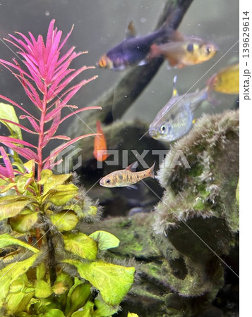 アクアリウム 熱帯魚 バルブスヤエ アクアリウム 熱帯魚 バルブスヤエ 139629614