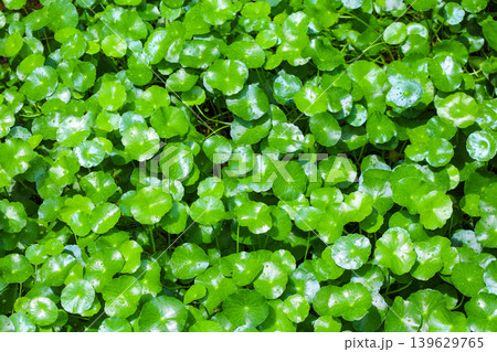 池に密生する水草 池に密生する水草 139629765