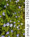 Purple and green flowers grow in a field on a sunny day in springtime 139629840