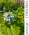 White flowers bloom in a green field during springtime 139629841