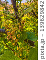 Yellow flowering plant in a garden during springtime in daylight hours 139629842