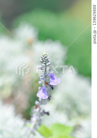 salvia blue giant or Blue Salvia, Mealy Cap Sage or Salvia farinacea Benth or Salvia farinacea or Salvia sp or Lamiaceae or purple flower salvia blue giant or Blue Salvia, Mealy Cap Sage or Salvia farinacea Benth or Salvia farinacea or Salvia sp or Lamiaceae or purple flower 139629888