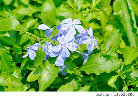 Cape leadwort, PLUMBAGINACEAE or Plumbago auriculata Lam or Sky flower or purple flower 139629896