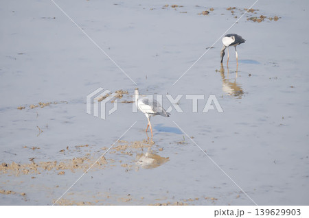 Anastomus oscitans, Asian openbill or Asian Openbill stork or Ciconia boyciana or Oriental stork or bird Anastomus oscitans, Asian openbill or Asian Openbill stork or Ciconia boyciana or Oriental stork or bird 139629903