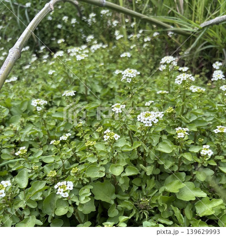 クレソンの花 139629993