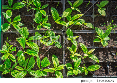 Seedlings in seedling tray, young plants growing in nursery, spring gardening concept Seedlings in seedling tray, young plants growing in nursery, spring gardening concept 139630023