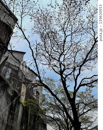 ハナミズキの花 阿武山・今城塚古墳コース 史跡新池ハニワ工場公園 ハナミズキの花 阿武山・今城塚古墳コース 史跡新池ハニワ工場公園 139630053
