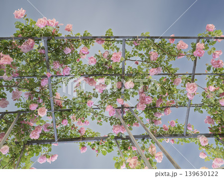 青空を彩る祝福、薔薇のフラワールーフ 青空を彩る祝福、薔薇のフラワールーフ 139630122