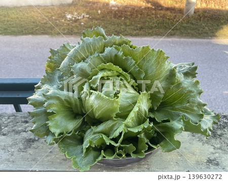 Fresh Harvested Green Glass Lettuce Lactuca Sativa In Silver Basin 139630272