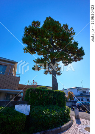 東京都世田谷区 烏山川緑道の保存樹木のクロマツ 139630422