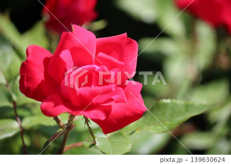 バラ、開花前 バラ、開花前 139630624