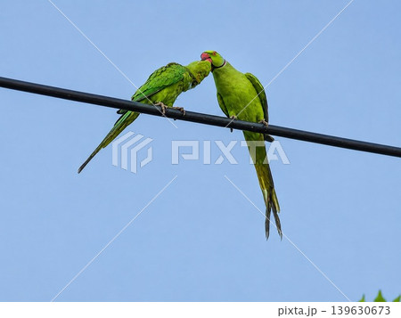 ワカケホンセイインコの仲睦まじいペア 電線にとまる2羽 139630673