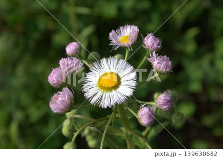 ハルジオンの花と蕾 ハルジオンの花と蕾 139630682