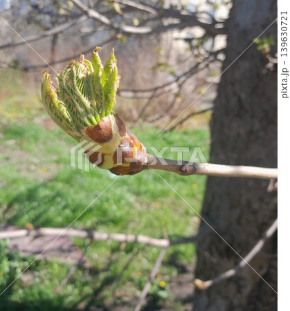 A close-up of a horse chestnut (Aesculus hippocastanum) bud 139630721
