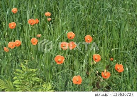 ナガミヒナゲシの花 ナガミヒナゲシの花 139630727