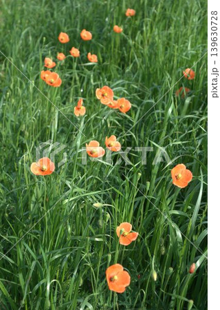 ナガミヒナゲシの花 ナガミヒナゲシの花 139630728