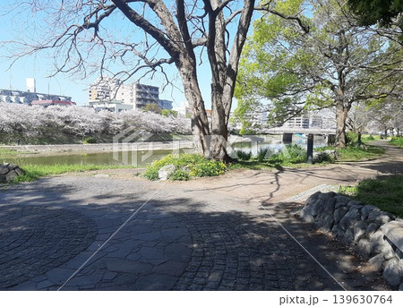 桜のある公園 139630764