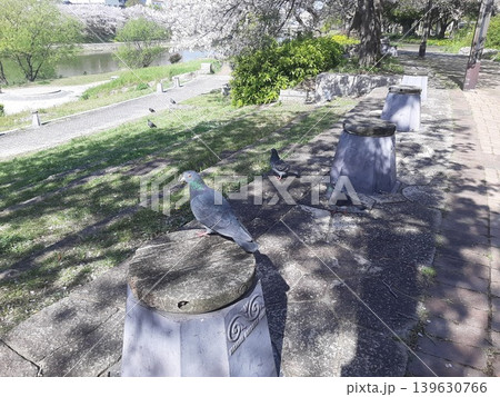 鳩のいる公園 公園の風景 影 鳩のいる公園 公園の風景 影 139630766