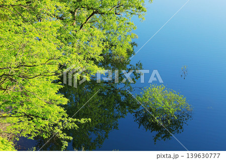 エメラルドグリーンに輝く白川湖の水没林と新緑風景 139630777