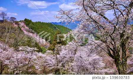 吉野・山桜千景 吉野・山桜千景 139630783