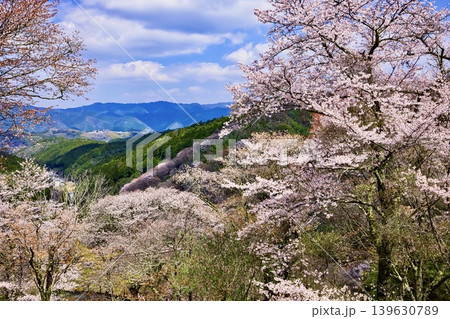 吉野・山桜千景 吉野・山桜千景 139630789