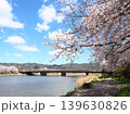 島田川河川公園。満開の桜と青い空(山口県光市) 139630826