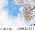 島田川河川公園の桜②(山口県光市) 139630827