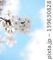 島田川河川公園の桜①(山口県光市) 139630828